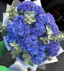 Cloud-kissed Hydrangea