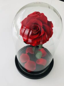 Everlasting Red Rose